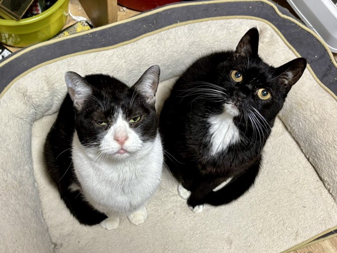 薄目を空けたハチワレ猫と目をまん丸にして座る黒猫