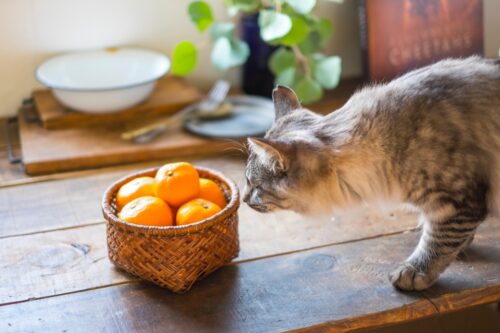 みかんの匂いを嗅ぐ猫
