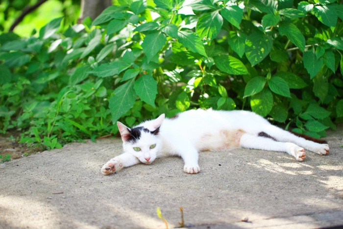 横になる猫