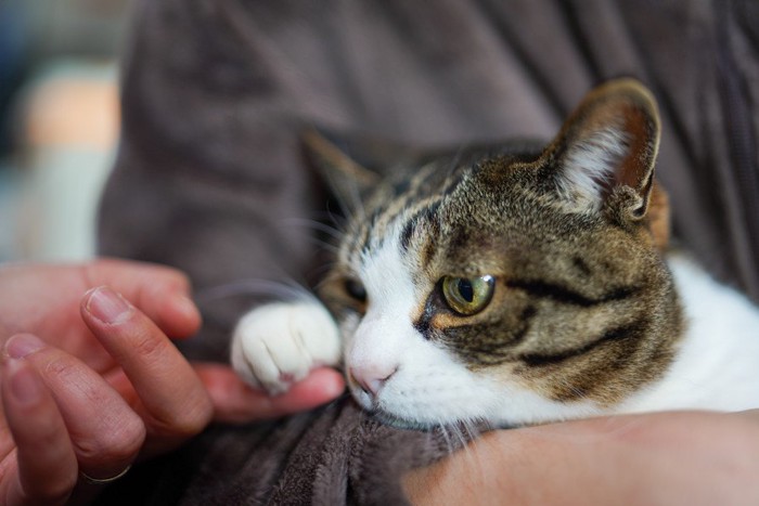 手を乗せる猫