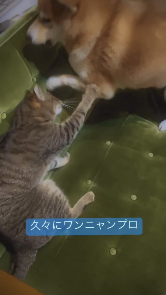 犬を叩く猫