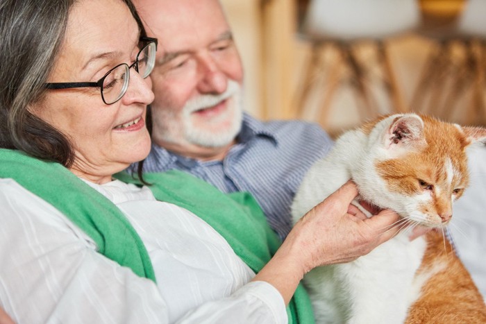 老人ホームで暮らす猫