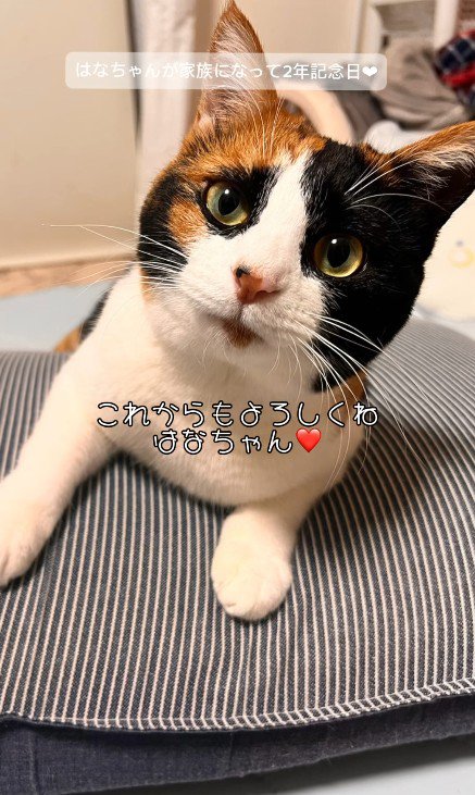 顔を上げている猫