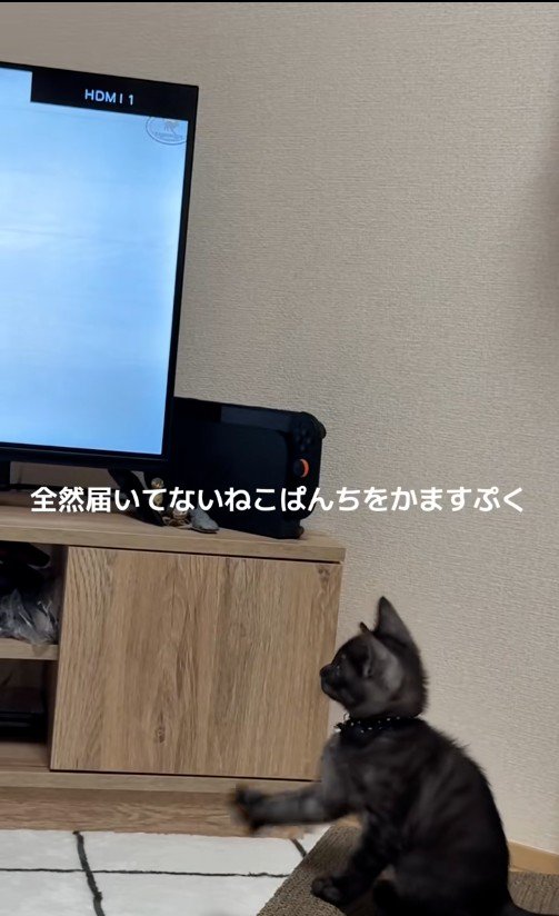 テレビを見ている子猫
