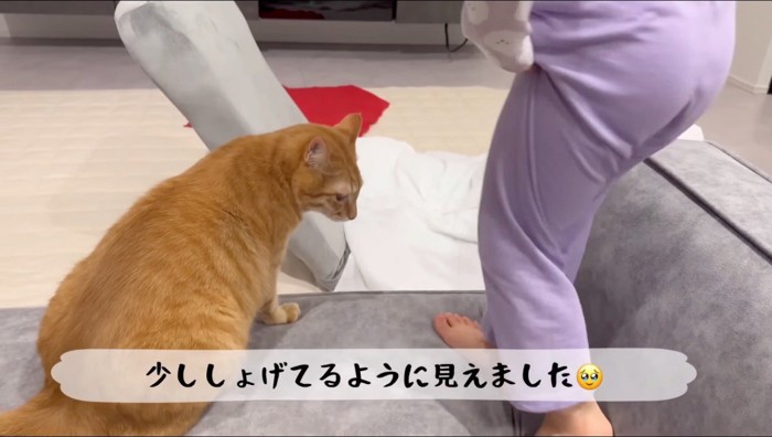 女の子の足を見つめる猫
