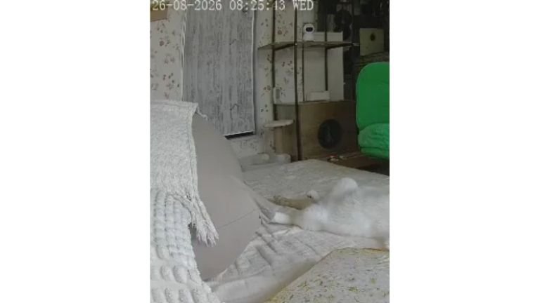 ペットカメラにうつる猫