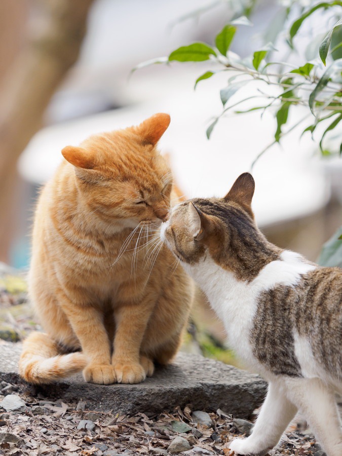 挨拶する猫