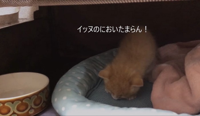 先住犬のにおいをかぐウラちゃん