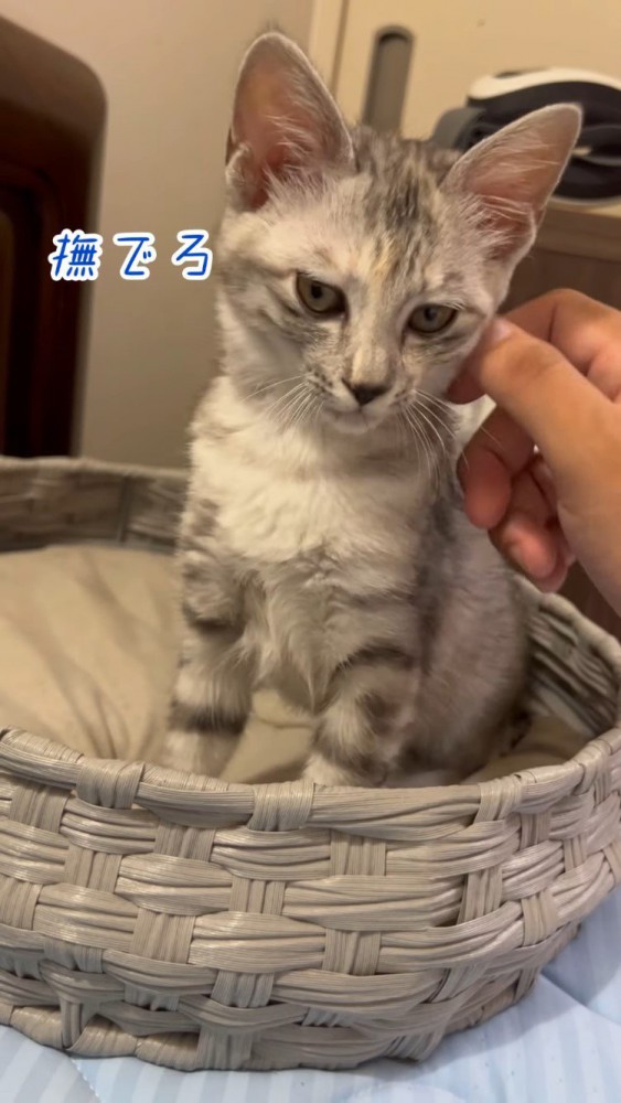 ナデナデを要求する仔猫