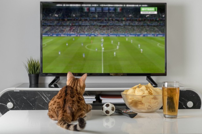 TVでサッカー観戦する猫