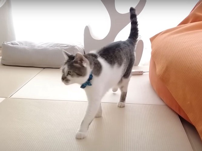歩いている猫