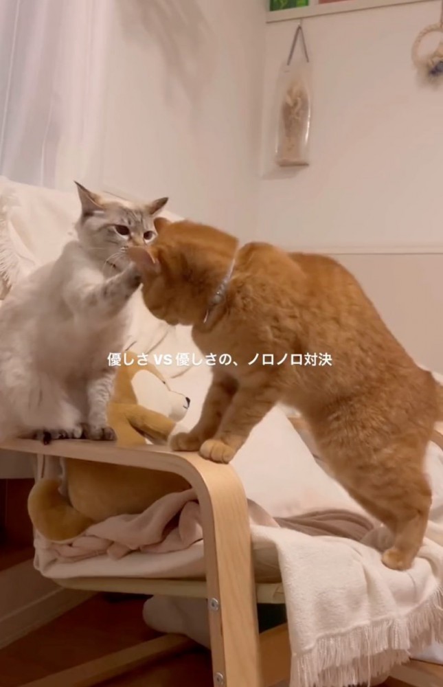 向き合う2匹の猫