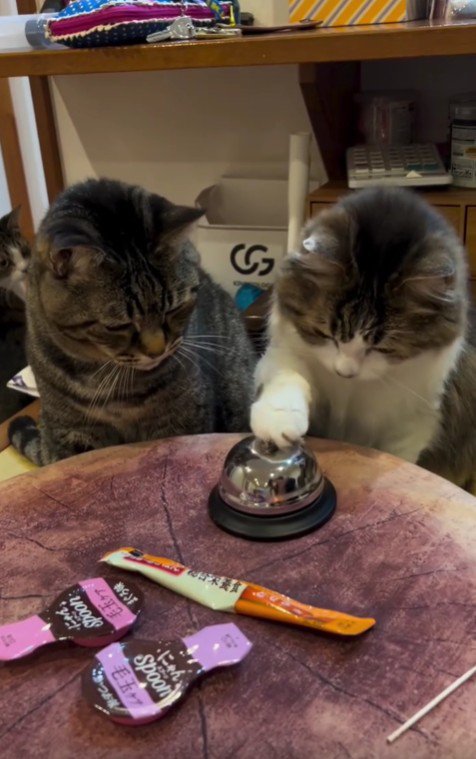 ベルを鳴らそうとしている猫と見守る猫