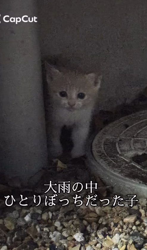 薄暗い外にいる子猫
