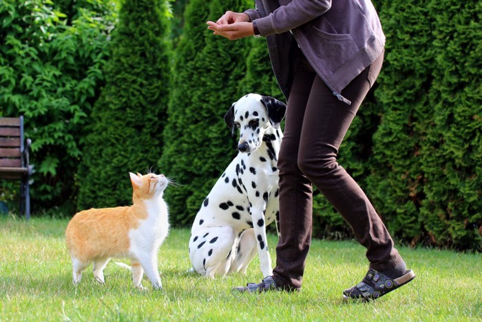 飼い主と野外で遊ぶダルメシアン犬と猫