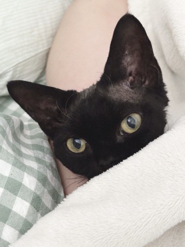 飼い主と一緒に布団に入って腕枕してもらっている猫