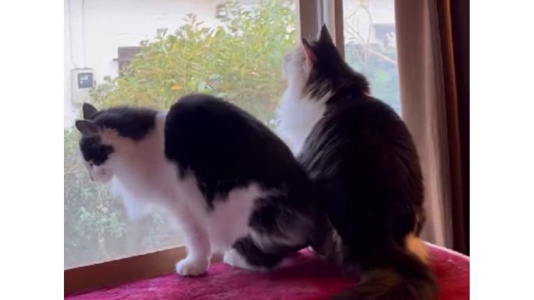 ニャルソックしていた猫たち