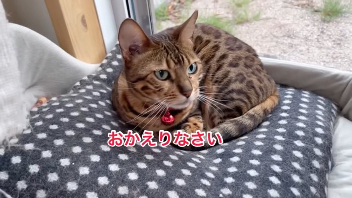 赤い鈴の猫