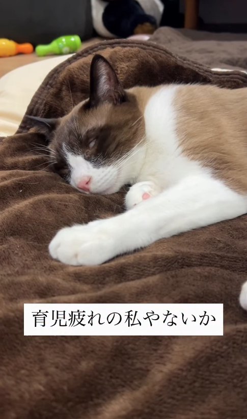 白目をむいて寝ている猫