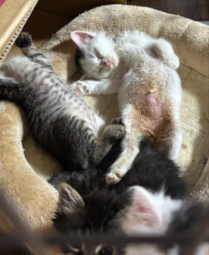 お腹を出す子猫たち