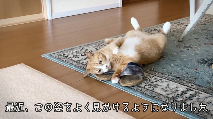 仰向けの猫