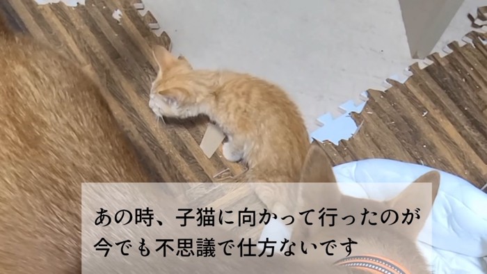 猫の近づく犬