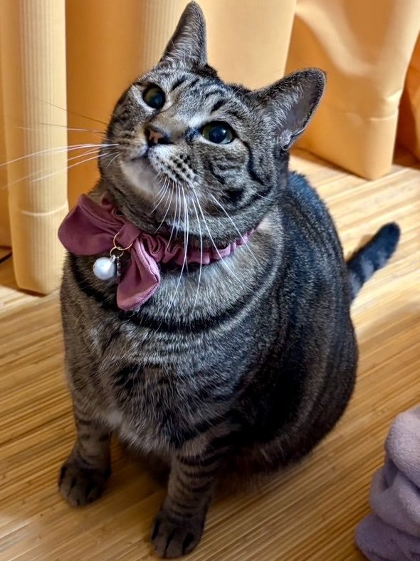 首輪をつけた猫