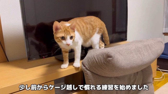 テレビの前の猫