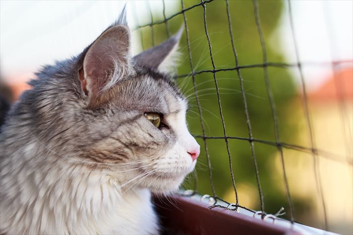 網の前の猫