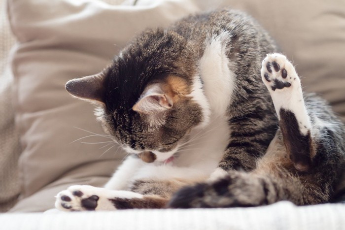 おしりが気になる猫