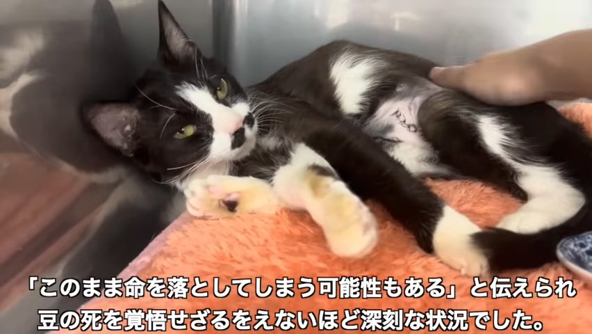 入院中の猫