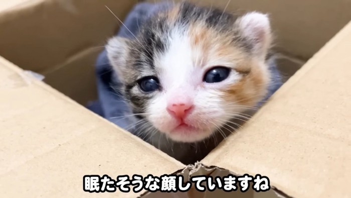 段ボールの中の赤ちゃん猫