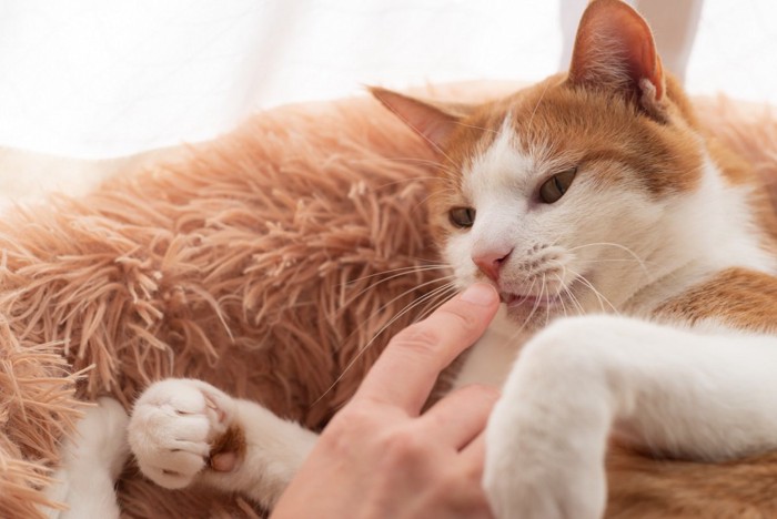 猫と触れ合う指