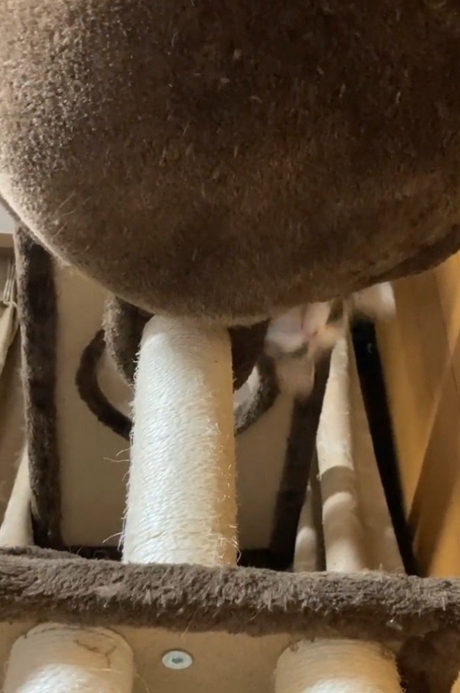 顔を出す猫1（速くてぶれている）