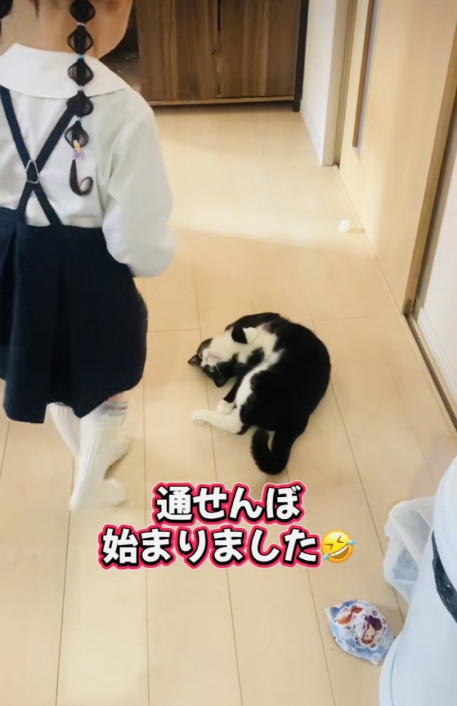 娘さんを通せんぼするハチワレ猫