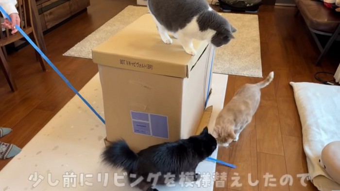 集まる猫