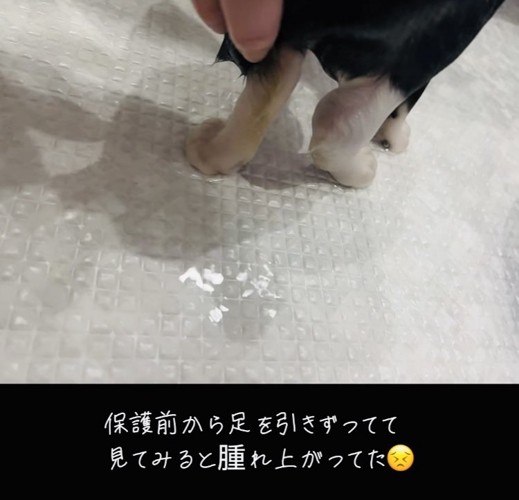 子猫の腫れた右後ろ足