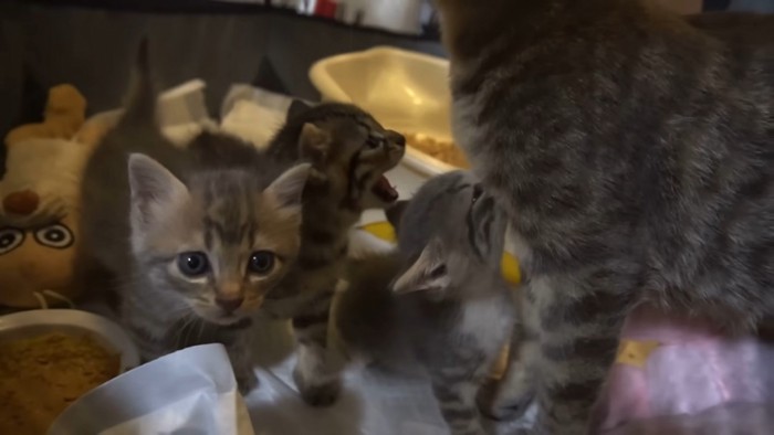 母猫と子猫たちの再会