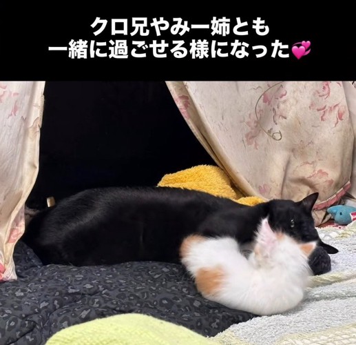 黒猫と子猫