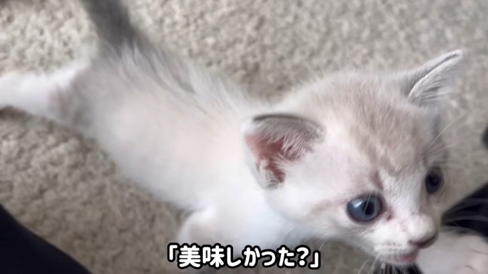 飼い主をよじ登る猫