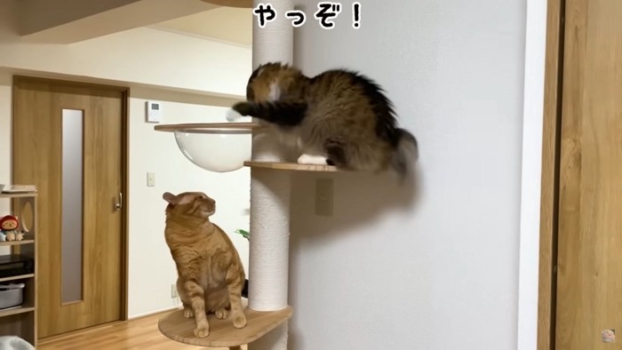 兄猫を挑発するぽこまる