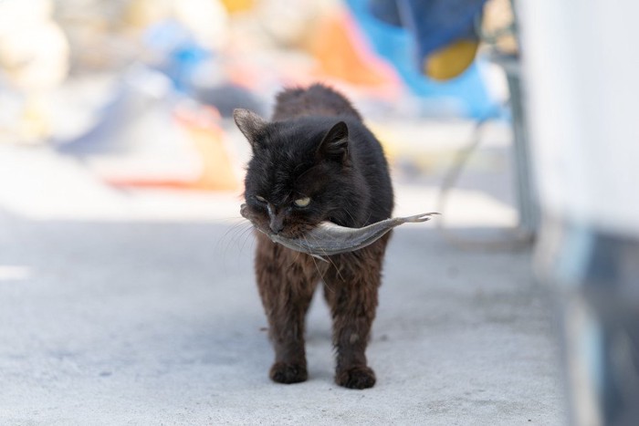 魚をくわえている猫