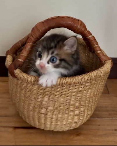 カゴに入った猫