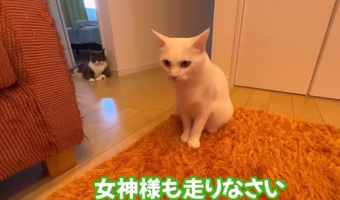 絨毯に座る猫