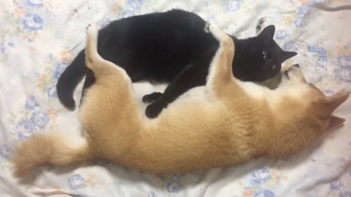 黒猫を抱きしめて寝ている柴犬