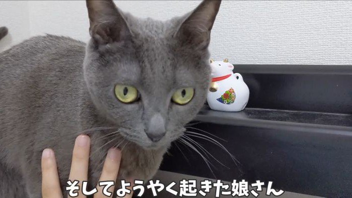 枕に移動したハムちゃん