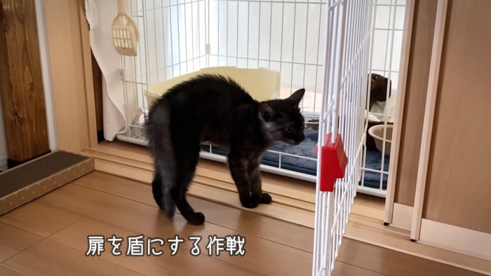 背中を丸める子猫