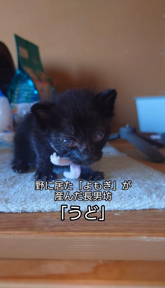 マットの上の子猫