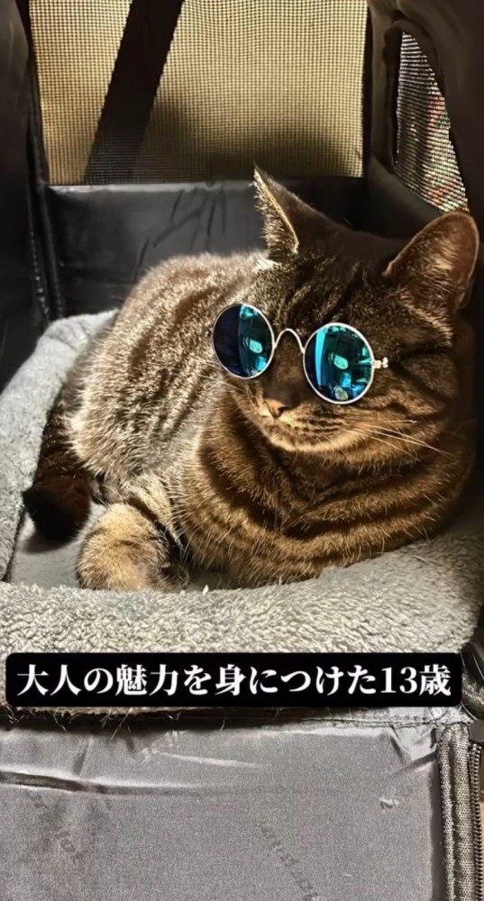 サングラスをかけた猫