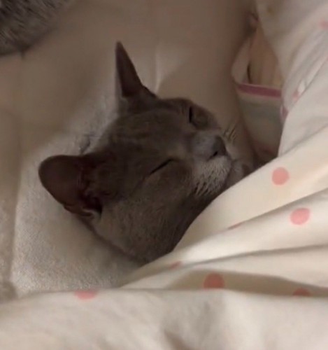 布団の中に入って目を閉じる猫